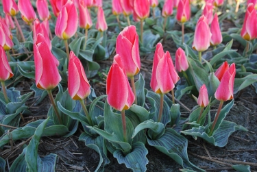 Tulp Dreamboat